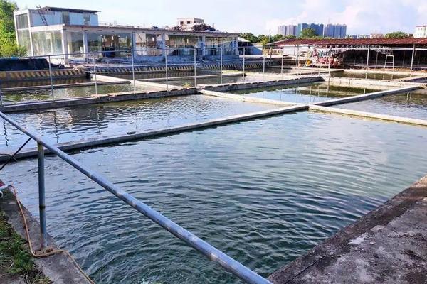 罗非鱼养殖技术