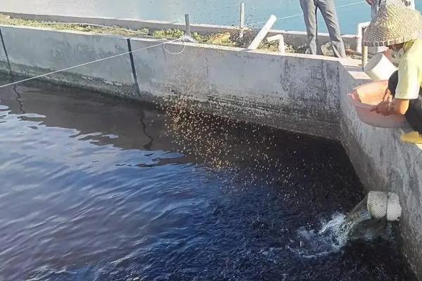 石斑鱼养殖技术和环境