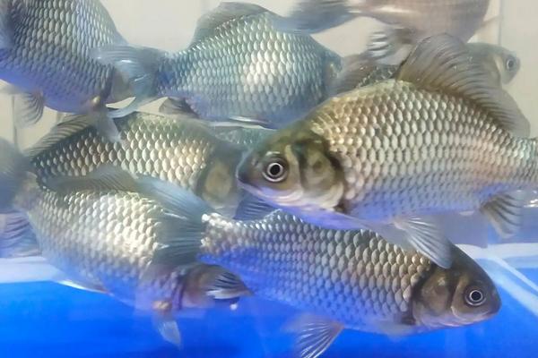 鲫鱼在家里怎么养