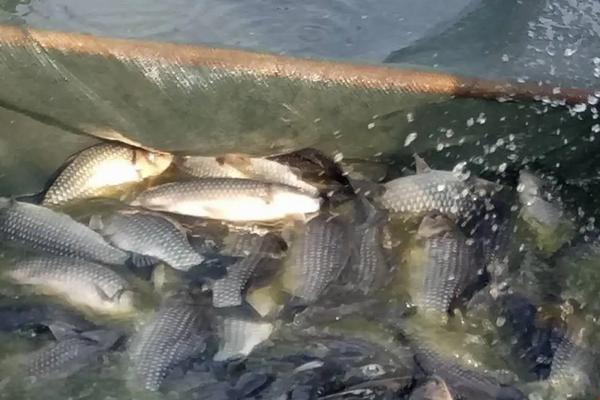 鲫鱼在家里怎么养