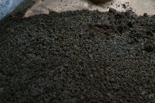 狗粪能当肥料种菜吗,种菜用什么有机肥好