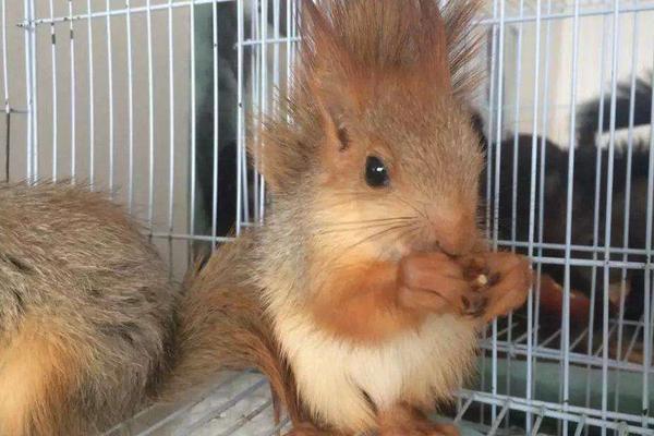 松鼠软便和拉稀的区别