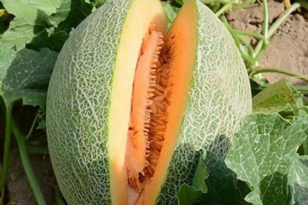 哈密瓜北方能种吗，附种植方法
