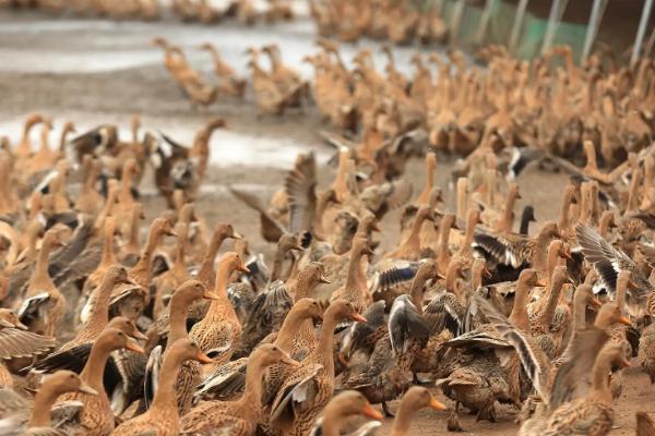 养鸭基地在什么地方，附养鸭的注意事项
