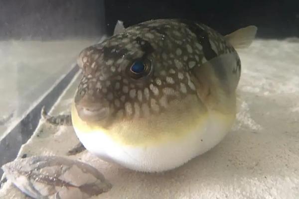 河豚最多几只一起养,附养殖方法和环境