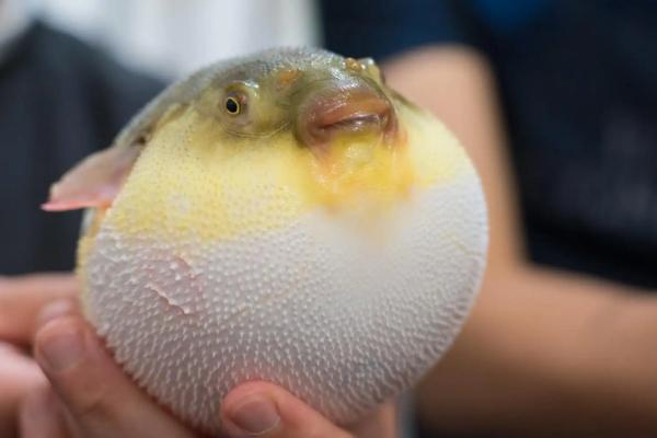 河豚天敌是什么动物