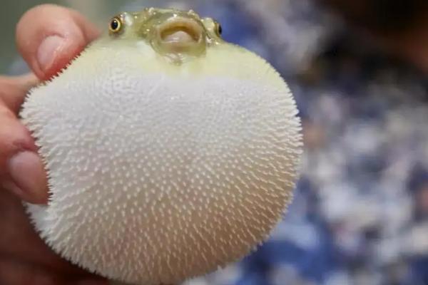 河豚最多几只一起养,附养殖方法和环境