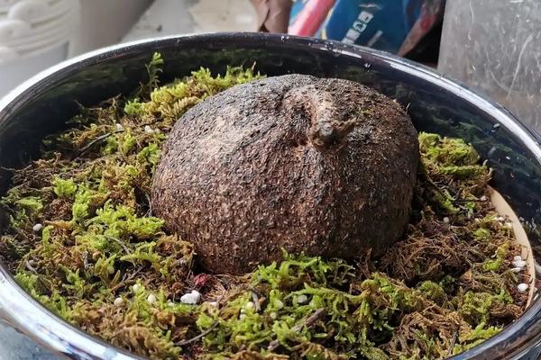 山乌龟的养殖方法和注意事项