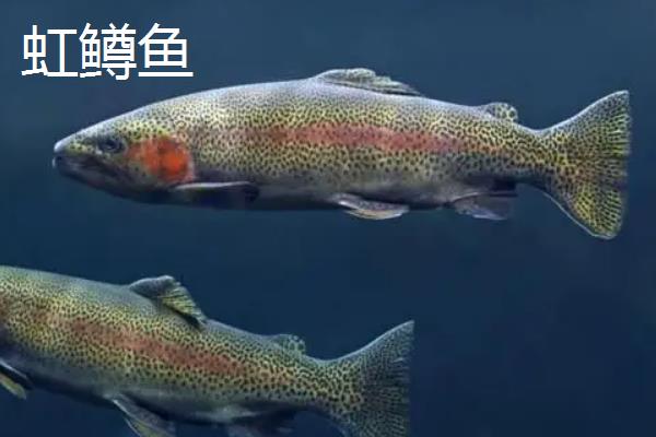 虹鳟鱼跟马哈鱼区别
