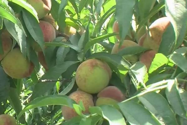 广水胭脂红桃子什么时候上市,有什么特点