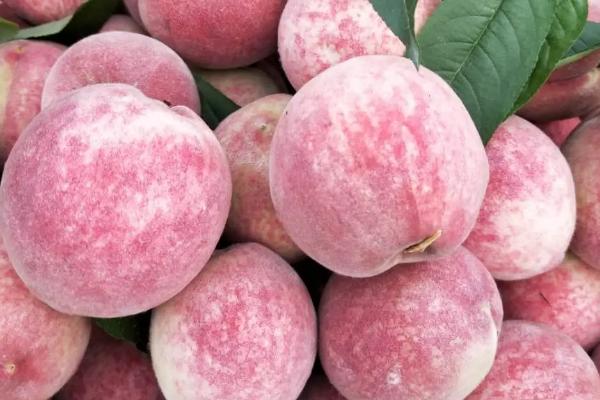 广水胭脂红桃子什么时候上市,有什么特点