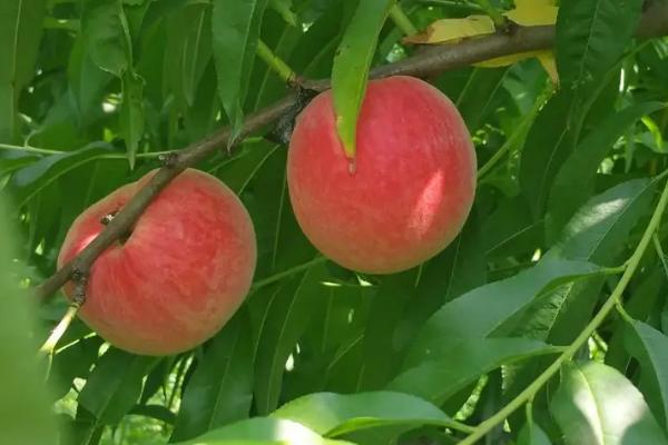 广水胭脂红桃子什么时候上市,有什么特点