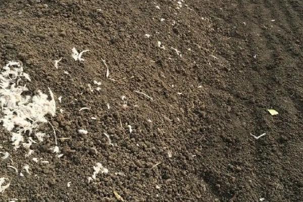 有机菌肥有什么效果，是什么肥料