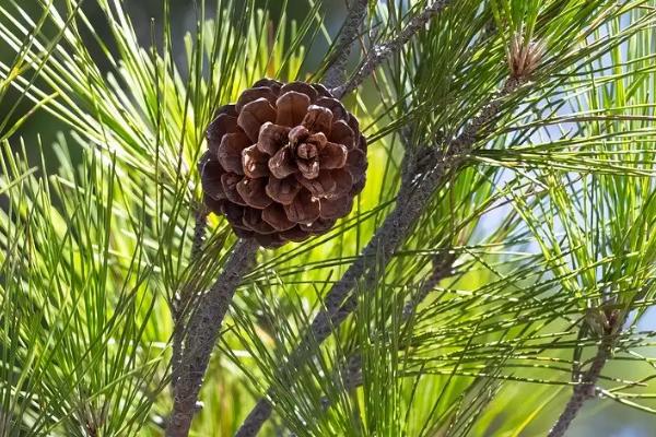 松塔什么时候成熟采摘,采摘后如何处理