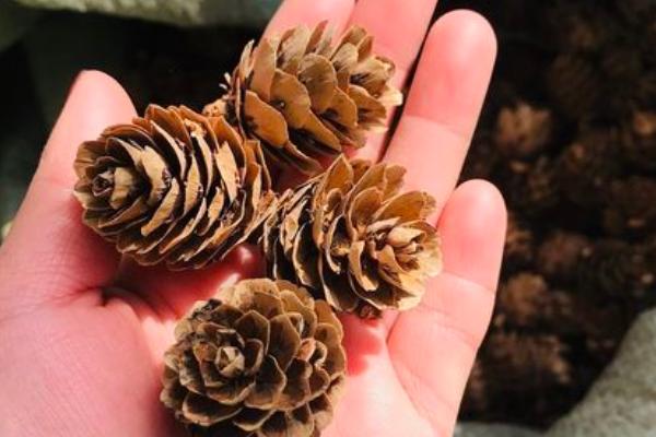 松塔什么时候成熟采摘,采摘后如何处理