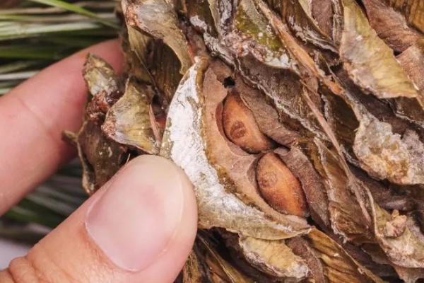 松塔什么时候成熟采摘,采摘后如何处理