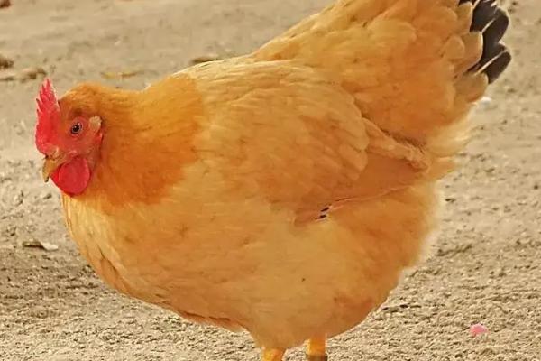 母鸡泄殖腔有几个开口,母鸡泄殖腔是干嘛的