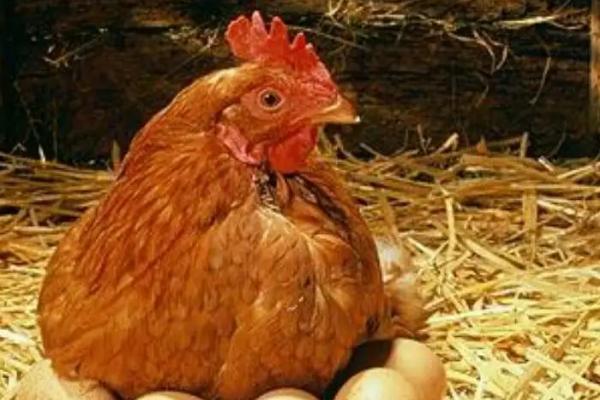 母鸡泄殖腔有几个开口,母鸡泄殖腔是干嘛的