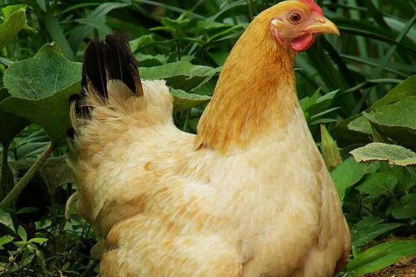 母鸡泄殖腔有几个开口,母鸡泄殖腔是干嘛的