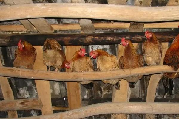 土鸡棚搭法，搭建鸡棚的注意事项