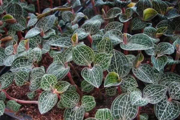 金线莲一亩地能产多少斤，是什么植物