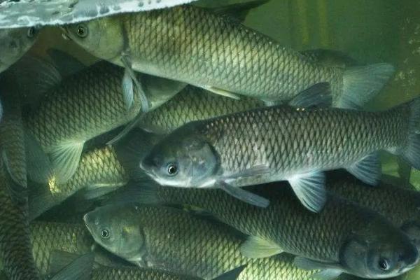 草鱼不吃食怎样解决,草鱼和鲫鱼可以混养吗