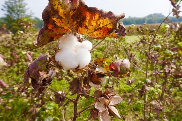 棉花的生长环境和条件,附种植方法