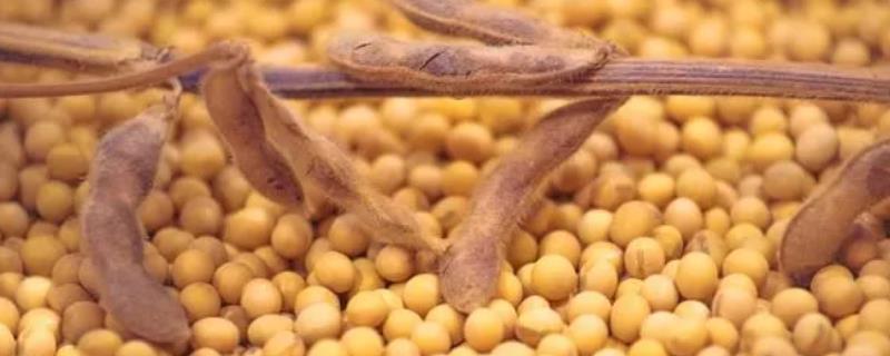 绥农94大豆品种,适合哪里种植,产量如何