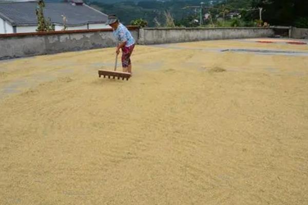 水稻可以在海拔多少米生长，附种植方法