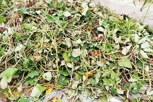 养羊的饲料,附养殖方法