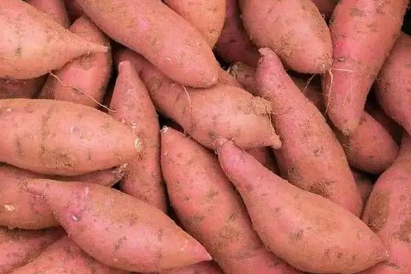 养羊的饲料,附养殖方法