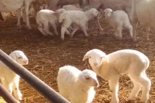 养羊的饲料,附养殖方法