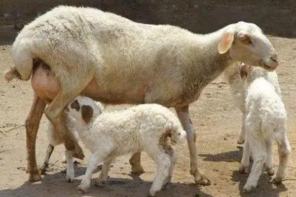 养羊的饲料,附养殖方法