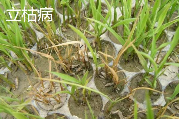 水稻青枯病和立枯病的区别