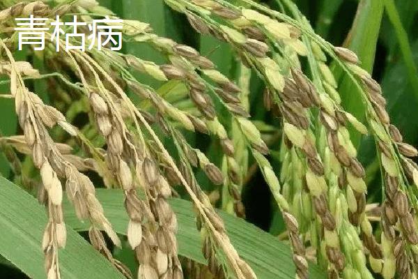 水稻青枯病和立枯病的区别