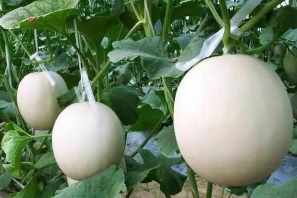 玉奶香2号甜瓜一亩产量多少,甜瓜种植技术