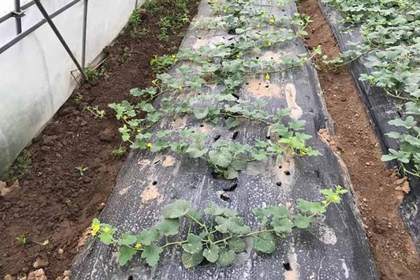 玉奶香2号甜瓜一亩产量多少,甜瓜种植技术