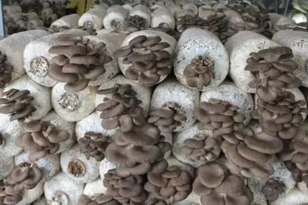 冬季平菇接种什么温型,平菇种植方法