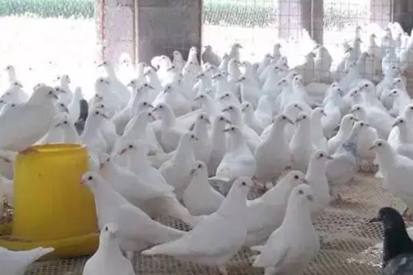 鸽子养殖技术，鸽子的寿命一般多长