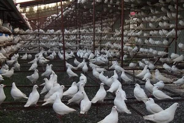 鸽子养殖技术，鸽子的寿命一般多长