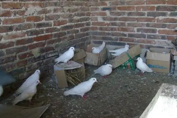 鸽子养殖技术，鸽子的寿命一般多长