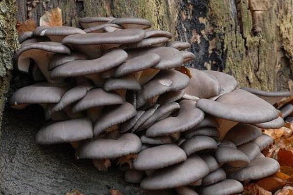 冬季平菇接种什么温型,平菇种植方法