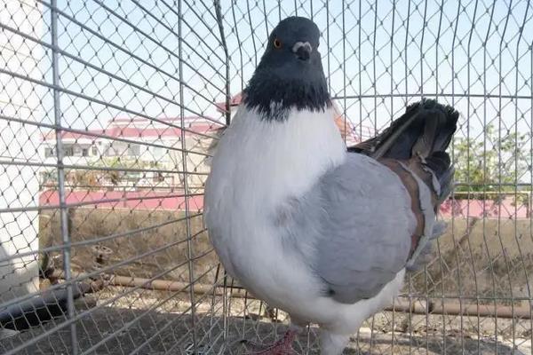 鸽子养殖技术，鸽子的寿命一般多长