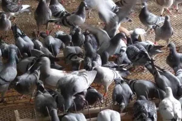 鸽子养殖技术，鸽子的寿命一般多长