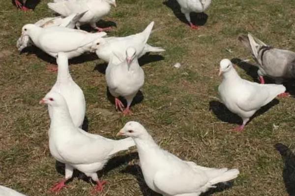 鸽子养殖技术，鸽子的寿命一般多长