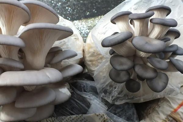 冬季平菇接种什么温型,平菇种植方法