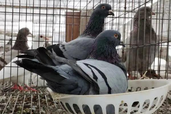 鸽子养殖技术，鸽子的寿命一般多长