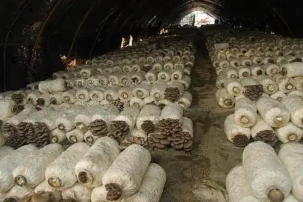 冬季平菇接种什么温型,平菇种植方法
