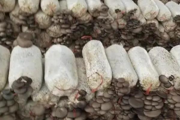 冬季平菇接种什么温型,平菇种植方法