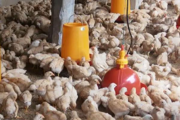 鸡一天不喂会饿死吗，附养殖方法